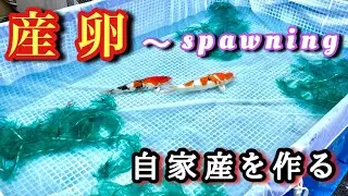 「錦鯉の産卵」子供を産ませるのに必要なモノは？金額は？　#koi #錦鯉