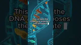Transcription in a minute  #science #exam #alevel #biology #ccea