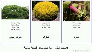 كاسيات البذور, رتبة صابونيات, فصيلة سذابية فاغرة بورونية ليمون angiosperms الأوراق حيمرون مورايا