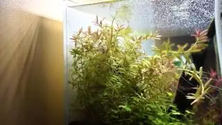Hemmigrammus erythrozonus - breeding