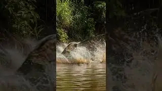 Curious Jaguar Meets a Very Strange Fish in an Unexpected Jungle Discovery