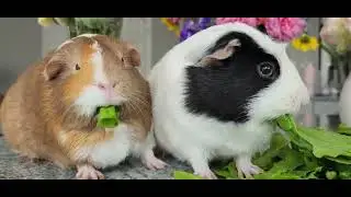 P201 cute happy guniea pigs Milky Coco eating lettuce morning routine calming relaxing soothing ASMR