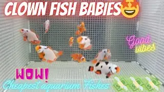 Cheapest Aquarium Fishes😱 - Clown Fish Babies🤩#reef #reeftank #reefaquarium #saltwater