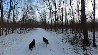 Bikejoring dogs 🐕&zwj;🦺🐕&zwj;🦺🚴😀