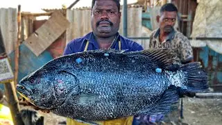 KASIMEDU 🔥 SPEED SELVAM | HUGE SEA BASS FISH CUTTING VIDEO | 4K VIDEO | KM FISH CUTTING 