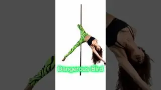 Dangerous Bird  #poleflow