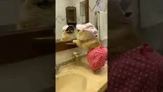 Dog Playing with Clothes #shorts #youtubeshorts #ytshorts