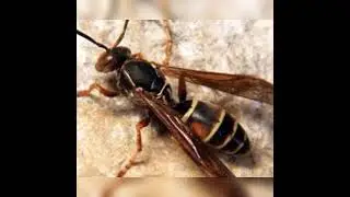 Light language invocation to Wasp spirit animal with angelic symbol