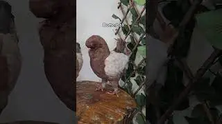 anything else u wanna know about them? #modenapigeon #pigeon #funny #pets #birds