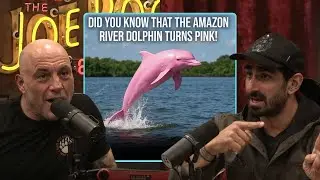 The Mystery Of The Amazon Pink River Dolphins Explained | Joe Rogan & Paul Rosolie
