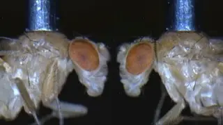 Robot catches fruit flies