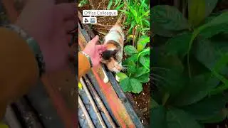 Cats of Mumbai 🐾 | Street Cats by the Sea | World Trade Centre & Urban Spaces | India Travel Vlog