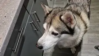 Husky has meltdown because he ate all the 🥕