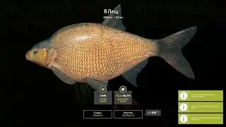 Русская Рыбалка 4. ТРОФЕЙНЫЙ Лещ !!! Russian Fishing 4