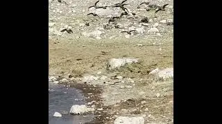 Wildcat catching a bird flying in the air #shorts #wild #cat #catching #catch #bird #air #animals