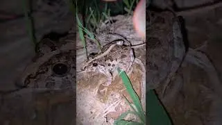 catching and touching funny frogs | catch funny froggy | catching animals funny