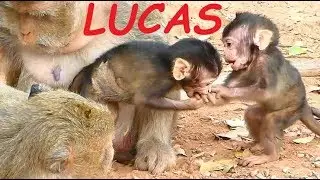 Bite Baby Monkey LUCAS | So Pity Baby Monkey Hurt | Baby Monkey Videos