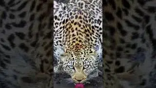 Leopard eyes drinking #beautiful #amazing #funny ￼#wildlife