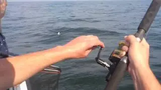 Haai vissen Noordzee bootvissen Big Marlin