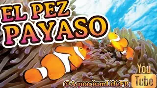 EL PEZ PAYASO || Amphiprion ocellaris || TODO sobre el FAMOSO pez NEMO! #feliznavidad