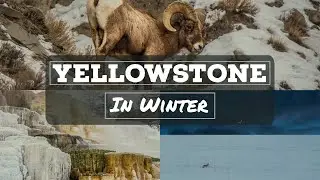 Yellowstone in Winter: The Northern Range in a day (4K Video)