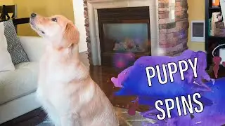 Golden Retriever Puppy Spin Challenge