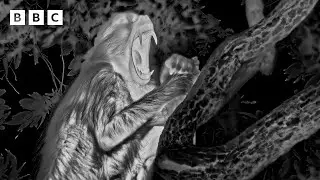 Epic Leopard Hunt in Night Vision | Mammals - BBC