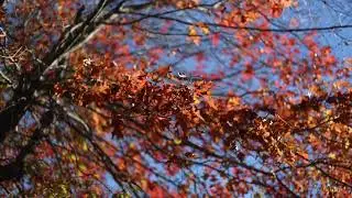 Traditional Chinese Relaxing Music 1 Hour Loop 🌙 Deep Sleep, Calm Mind & Inner Peace, Sleep Relaxing