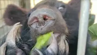 Orphaned Moon Bear Siblings Rescued in Laos