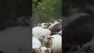 8778 52626