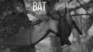 BAT VIDEOS WITH MUSIC WILDLIFE ll Epic Fail ll