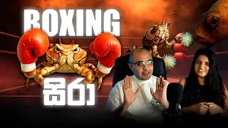 බොක්සිං සිරා | The Tiny Crab That Fights with Pom-Poms! 🥊🦀