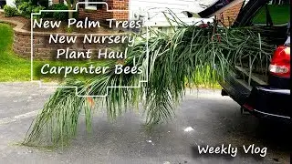 New Palm Trees | New Nursery | Plant Haul | Carpenter Bees