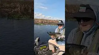 You have to love a topwater bass bite. Lake Okeechobee January 2026