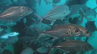Diving Navy Pier Exmouth, Australia - 3.1.2018