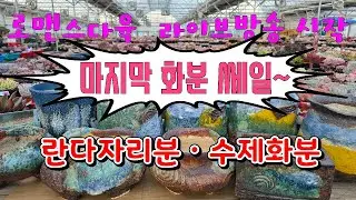 26년 1월 13일. 화요일 마지막세일 할인 하는날❤️ 로맨스다육 라이브방송  군생ㆍ예쁜이 맛집💕 문자 010-2781-1080 #다육이 #다육식물 #다육 #화분할인