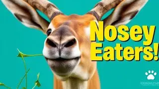 Saiga Antelope: Salad Bar Snouts! 🥗😂