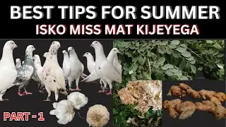 SUMMER TREATMENT FOR PIGEON LOVER || TREATMENT BY SOMNATH HALDAR