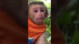 Newborn baby monkey life #babymonkey  #adorablemonkey #cutemonkey  #monkey #cute #animals #funny