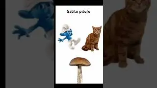 Gato pitufo #pitufo #smurf #gatos #hongos #meme #viral