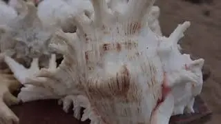 4K awesome Big Sea Shells No Copyright Video Stock Footage
