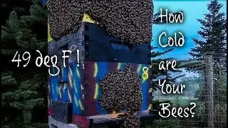 Honey Bees Bearding On Bee Hive  Thermal Imaging FLIR C2 Hive Temperature