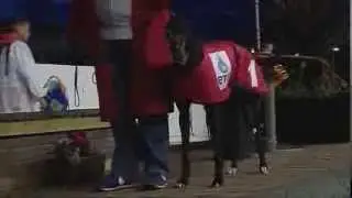 Enterprise Targeted Solutions Irish Greyhound Derby Quarter Finals 2013