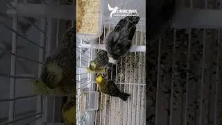 Canarini Lizard intenti a divorare i Mini Chuyps Orniz&igrave;n