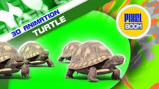 Green Screen Turtle Animals 3D Animation PixelBoom