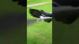 HAHA!!!! Duck Chases Man LOL!!! #shorts