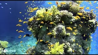 Support Coral Reef Conservation - Coral Reef Alliance