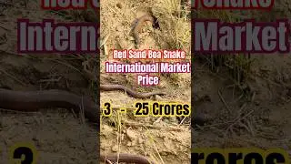 Red Sand Boa Snake ( Dumeri )      #farmerlife #shorts #shortfeed