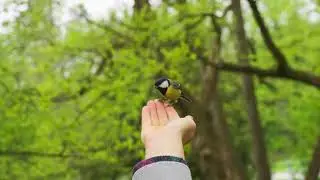 La m&eacute;sange charbonni&egrave;re, un oiseau tr&egrave;s sociable.