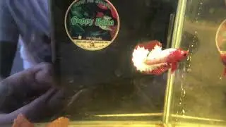 Fancy Copper WS